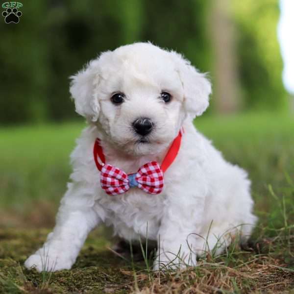 Rex, Bichon Frise Puppy